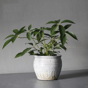 保罗 宝罗 日本大叶伞 龙爪叶绿植盆栽家居摆设家庭园艺