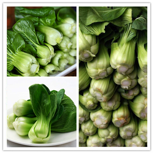黑大头青菜种图片
