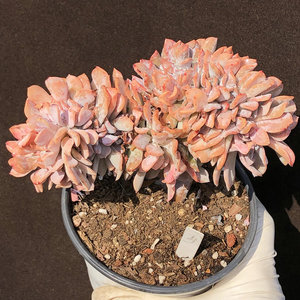 滨海大缀化老桩阳台窗台办公室室内盆栽绿植多肉一物一拍新手好养