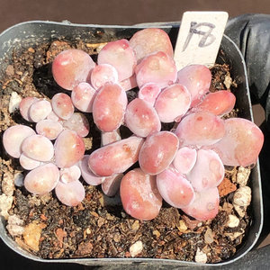 桃精灵阳台窗台办公桌室内多肉绿植一物一拍满包邮景天科秋天好养