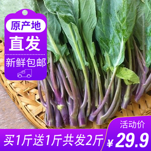 【双枝山】红脚芥兰菜新鲜广东潮汕特产新鲜蔬菜红脚芥蓝产地直销