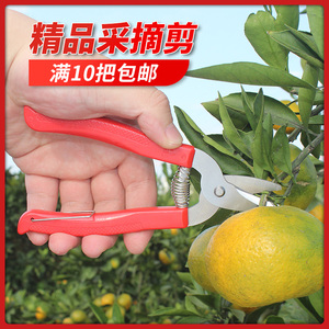 柑橘采摘剪果树果园剪刀剪桔子剪刀修枝稀果剪橘子番茄葡萄采摘剪