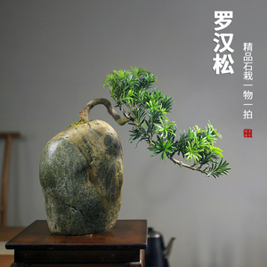 雀舌罗汉松盆景盆栽悬崖临水老桩造型绿植室内园林一物一拍奇石