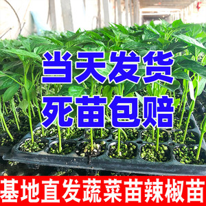 辣椒苗蔬菜苗幼秧苗青椒苗七彩朝天椒螺丝阳台盆栽小番茄黄瓜茄子