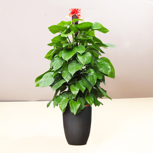 大绿萝绿萝柱发财树办公室大型绿植盆栽开业庆典乔迁花卉合肥