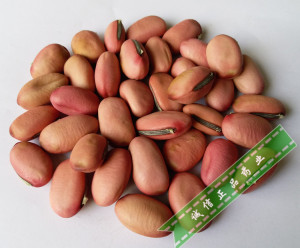 中药材 刀豆子 红刀豆 刀豆种子 魔豆500克