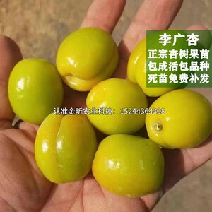 杏树苗李广杏苗嫁接杏子苗敦煌李广杏树苗李光杏当年结果地栽盆栽