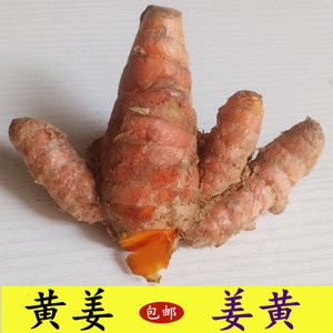 红姜姜黄新鲜现挖药用黄姜肉桂圆之乡高州特产总经销同款货源19