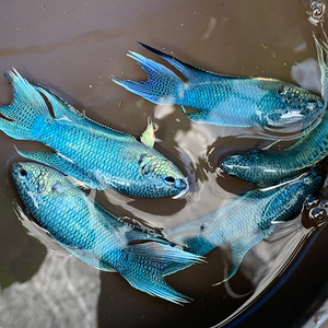 中国斗鱼精品淡水免打氧热带鱼无纹蓝帝王蓝蛇纹蓝斗鱼观赏鱼