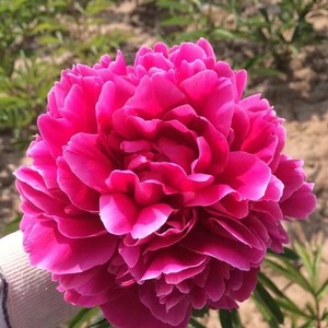 芍药庄园进口品种芍药红富士家居鲜花母亲节鲜花鲜花礼品