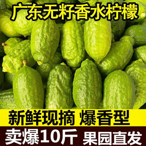 广东香水柠檬新鲜水果青柠檬青柠奶茶店专用当季商用一级大果