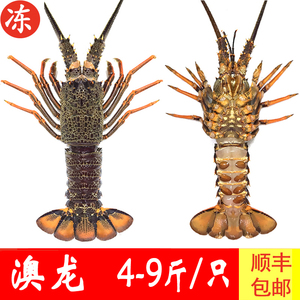 生冻活冻澳龙澳洲大龙虾速冻冷冻澳洲澳龙澳洲南岩澳龙顺丰包邮