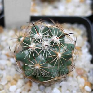 顶花球属 实生 狮子奋迅coryphantha cornifera v.maliterrarum