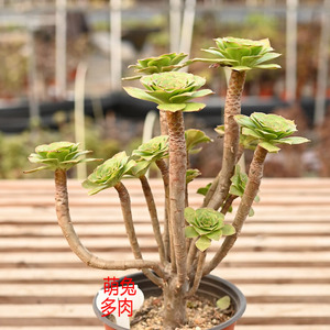 君美丽绿玫瑰多头群生老桩法师一物一拍莲花掌属绿植花卉多肉植物