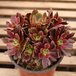 赤霞飞法师欧紫锦多肉植物莲花掌属造型老桩一物一拍绿植花卉