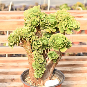 绿羊绒缀化法师老桩莲花掌属多头群生多肉植物一物一拍绿植盆栽