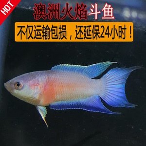 澳洲火焰斗鱼白化红活鱼冷水淡水活体中国斗鱼澳火小型观赏鱼苗