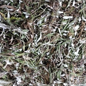 天青地白正宗天青地白草中药材叶下白 上青下白中草药细叶鼠