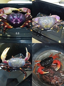 宫崎 黄灰泽蟹 休氏 巨型图氏蟹  凶狠圆轴蟹 格雷陆方 南海溪蟹