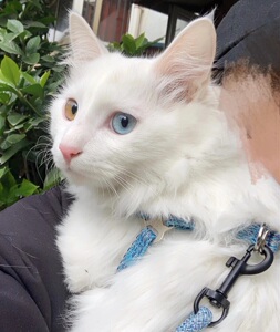 纯白山东狮子猫幼猫中华田园猫异瞳狮子猫临清狮子猫双蓝眼狮子猫