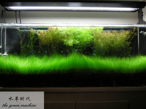 【水草时代】自养水下叶牛毛毡牛毛草鱼缸 造景