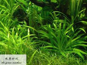 迷你皇冠水草