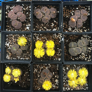 4头日轮玉 生石花 大母本 群生 开花株 aucampiae 大小参考10cm盆