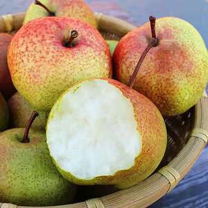 甘肃特产2021年民乐苹果梨农家新鲜水果 汁多皮脆苹果梨10斤包邮