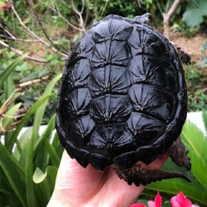 鳄鱼龟大鳄成年