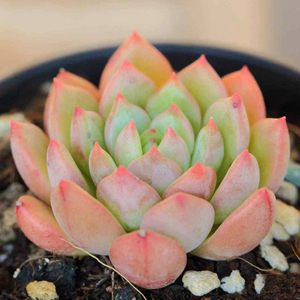 多肉植物青苹果办公室内客厅阳台桌面绿植园艺花卉萌肉肉组合盆栽