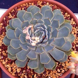 多肉植物【 狮子座 定规座】绿植园艺花防辐射吸甲醛净化空气萌肉