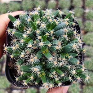 多肉满天星花盆栽