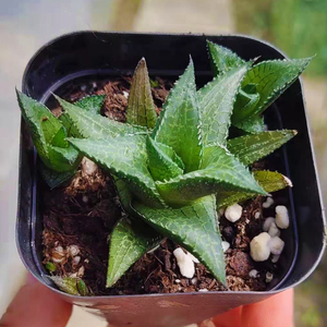 多肉植物龙鳞仙人掌仙人球十二卷玉露云南新款稀有贵货组合盆栽萌