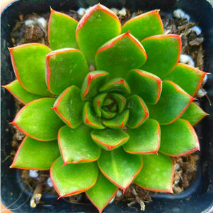 酒神皇冠多肉植物猫眼小大和锦杂交迷你花卉绿植新手多肉组合盆栽