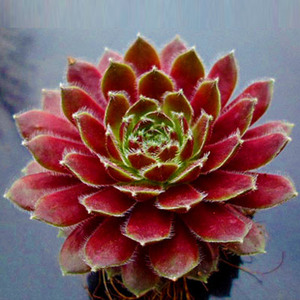 观音莲多肉植物大红