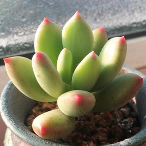 多肉植物【青美人】办公室内园艺绿植花卉园艺萌肉肉吸甲醛防辐射