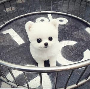 纯种博美犬博美幼犬活体茶杯犬俊杰犬白色博美犬博美宠物狗活体