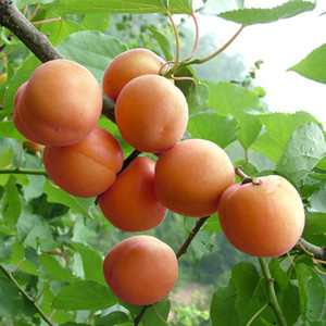 新鲜水果北寨红杏甜杏凯特黄杏 北京平谷软杏酸甜多汁爆浆5斤包邮