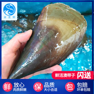 鲜活带子1个海鲜水产贝类澳带扇贝超大澳州带子螺重庆清蒸烧烤1个