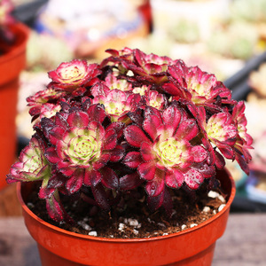 君志旗舰店天猫法师三圣赤霞飞水墨画欧紫铜壶一物一拍缀化老桩多肉