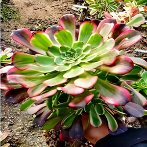 黑金刚法师多肉植物单头手捧带根办公室内阳台桌面花卉盆栽