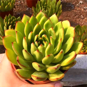 圣诞冬云 超大老桩多肉植物特大肉肉办公室新手好养吸甲醛防辐射