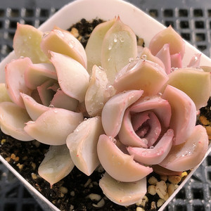 菲欧娜多肉植物粉嫩稀有一物一拍大棚直销阳台组合盆栽阿猫家土屋