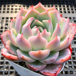 孤星月影系稀有多肉植物有暗纹一物一拍阳台组合盆栽阿猫家的土屋