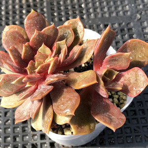 大红袍缀化多肉植物稀有罕见红色阳台组合盆栽一物一拍阿猫家土屋