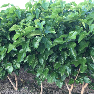 养蚕桑树苗高蛋白嫁接苗强桑1号丰产大叶桑饲料桑农桑14号蚕苗子