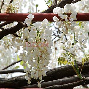 麝香藤 紫藤萝花树苗浓香丰花多花阳台盆景盆栽庭院爬藤喜螺紫藤