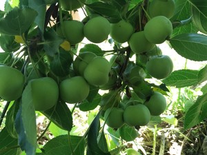 绿海棠果青沙果东北特产新鲜水果现摘现发青果小苹果一份4斤包邮