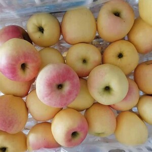 辽宁特产大连黄元帅苹果金帅红脸黄香蕉当季新鲜水果东马屯果园