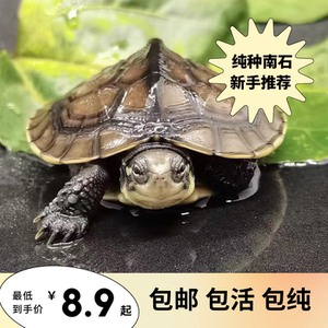 【小青龟招财】小青龟招财品牌,价格 - 阿里巴巴